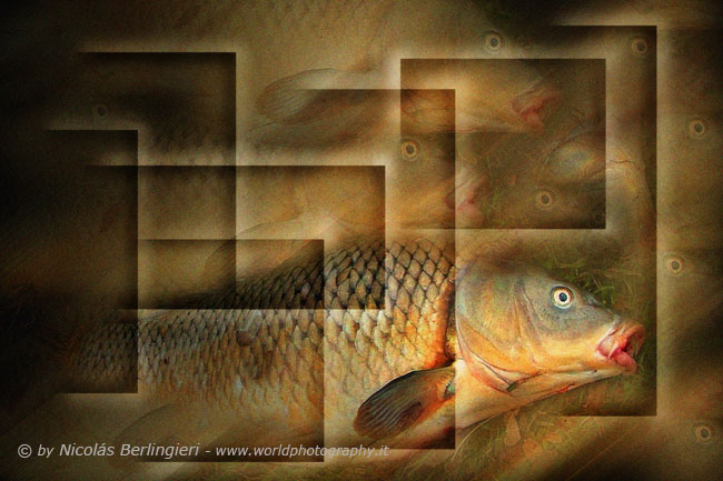Fishes Series Number 7 