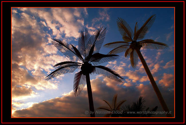 Palm sunset Slovakia