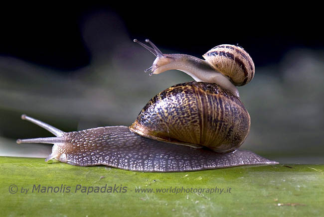 Clever_baby_snail