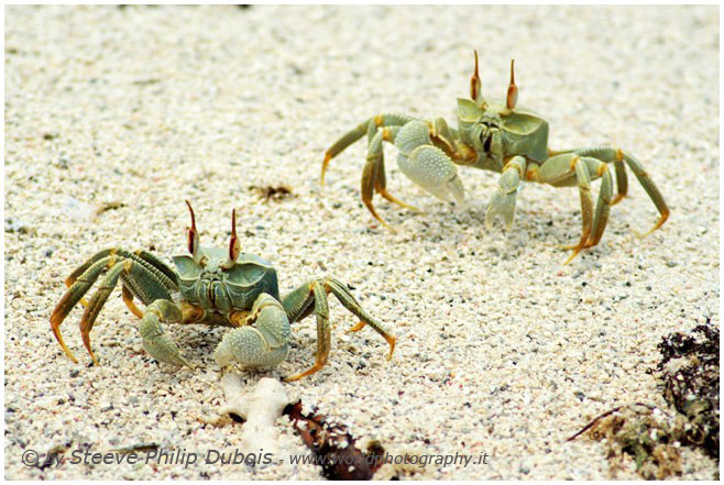 Crabs